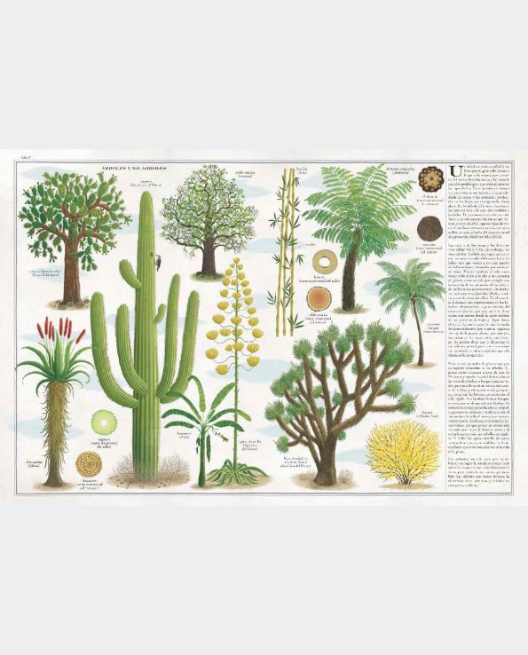 Libro ilustrado infantil Árboles de Maeva. Libro para conocer los árboles y sus tipos, las hojas y animales