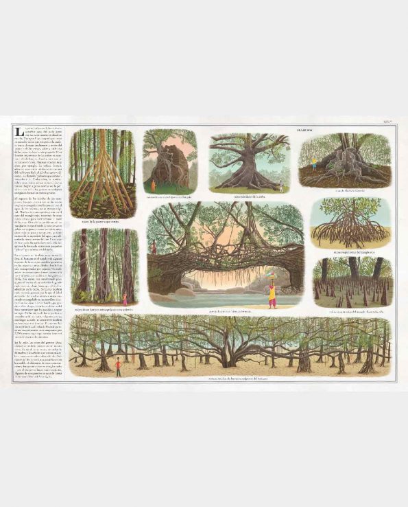 Libro ilustrado infantil Árboles de Maeva. Libro para conocer los árboles y sus tipos, las hojas y animales