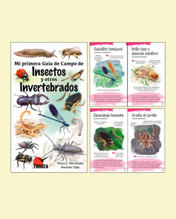 Libro ilustrado para niños para descubrir y reconocer las especies de insector y otros invertebrados