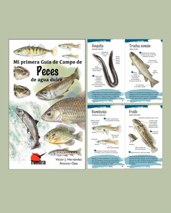 Libro ilustrado para niños para descubrir y reconocer las especies de peces de agua dulce